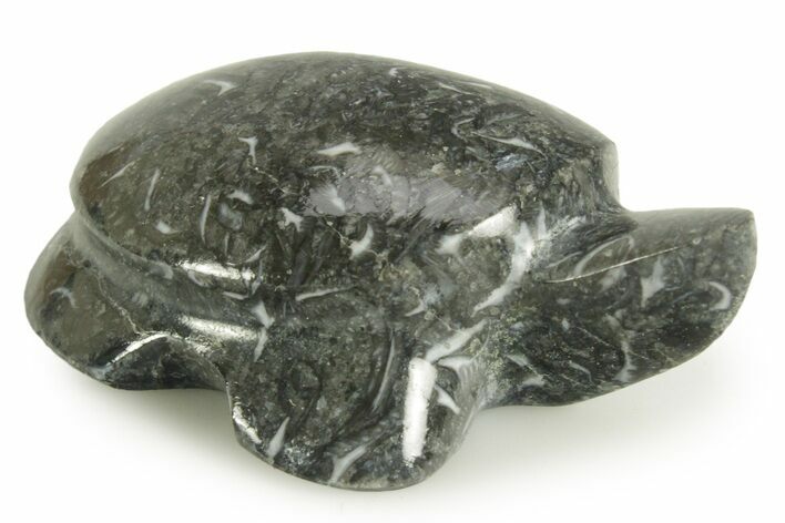 Carved Black Coquina Turtle - California #367014